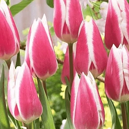 Тюльпан триумф Early Surprise