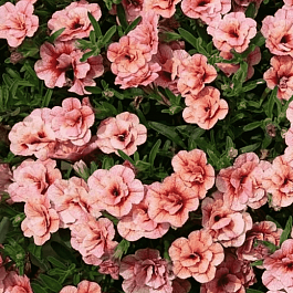 Калибрахоа  Calita double Apricot (кашпо)