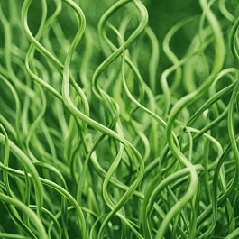 Ситник развесистый Spiralis