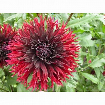 Георгина Бахромчатая Кенора Макоп-Би