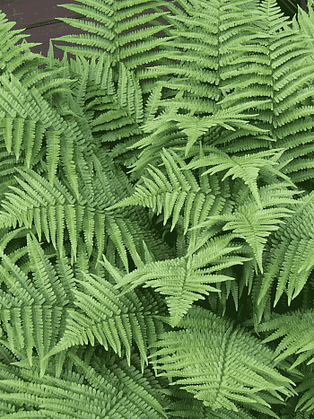 Щитовник мужской Mexica