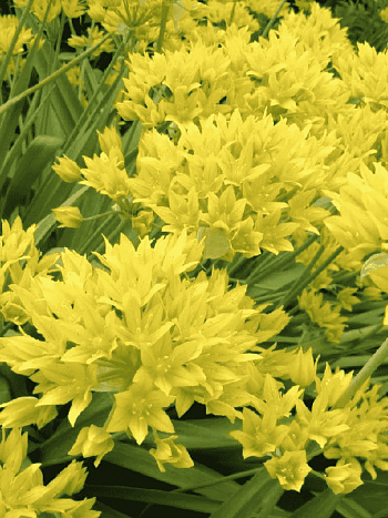 Лук декоративный  Moly