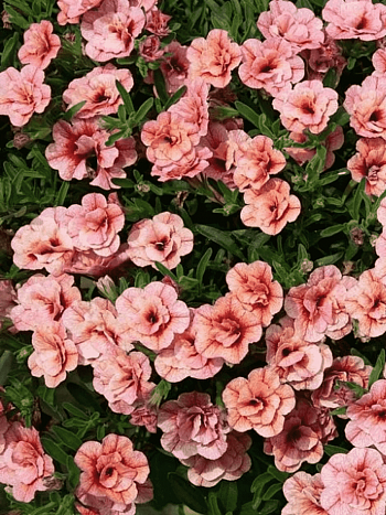 Калибрахоа  Calita double Apricot (кашпо)