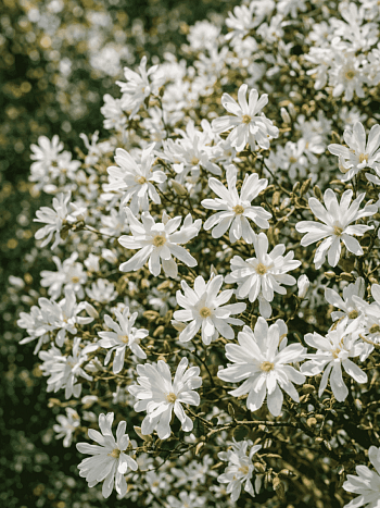 Магнолия звёздчатая