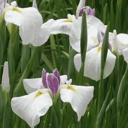 Ирис мечевидный Queens Tiara