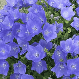 Колокольчик  карпатский Avida Blue