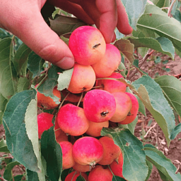 Яблоня Райка