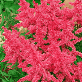 Астильба гибридная Younique Carmine