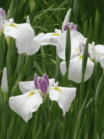 Ирис мечевидный Queens Tiara
