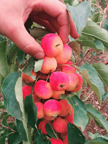 Яблоня Райка