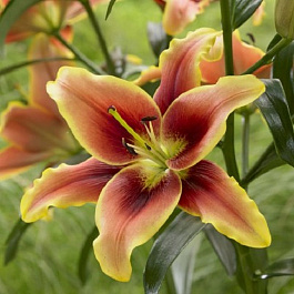 Лилия ОА-гибрид Авалон Сансет