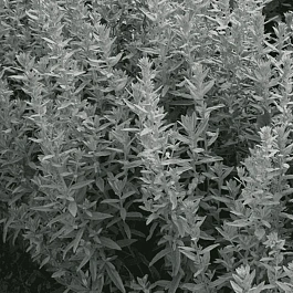 Полынь Пурша