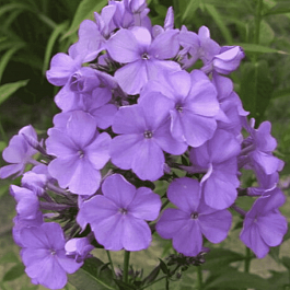 Флокс метельчатый Карл Форстер