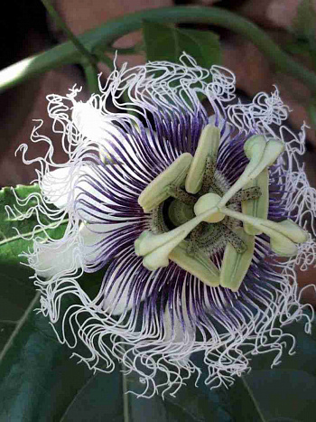 Маракуйя съедобная Frederick