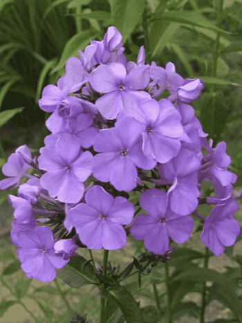 Флокс метельчатый Карл Форстер