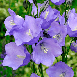 Колокольчик персиколистный Takion Blue