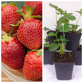 Земляника садовая Царица НАБОР 5ШТ