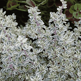 Тимьян обыкновенный  Silver Posie