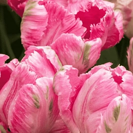 Тюльпан попугайный Weber's Parrot Pink