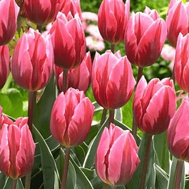 Тюльпан триумф Princess Irene Rose