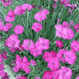 Гвоздика перистая Whatfield Magenta