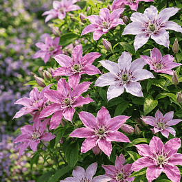 Клематис гибридный Elf