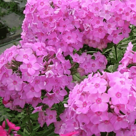 Флокс метельчатый Плюш Розовый