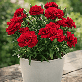 Гвоздика Oscar Dark Red