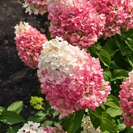 Гортензия метельчатая Pinky Promise