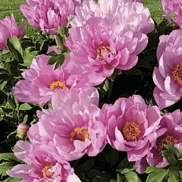 Пион ИТО First Arrival