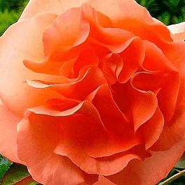 Роза Плетистая Metanoia