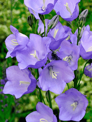 Колокольчик персиколистный Takion Blue