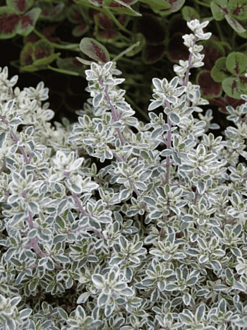Тимьян обыкновенный  Silver Posie