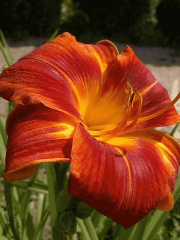 Лилейник Holiday Delight