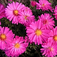 Астра ново-бельгийская Magic Pink