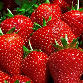 Земляника садовая Эви 2 Земляника садовая Эви 2