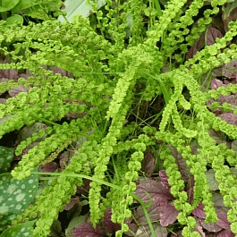 Кочедыжник женский Frizelliae