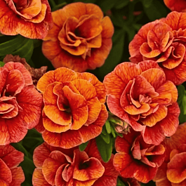 Калибрахоа  Calita Orange