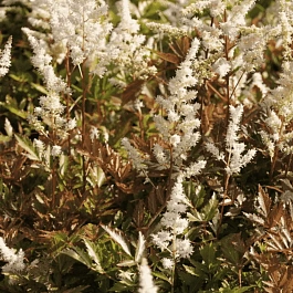 Астильба японская Bronzelaub