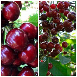 Дерево-сад (5 летка) вишня 2 сорта Жуковская - Антрацитовая