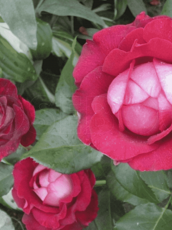 Роза грандифлора Мисхор