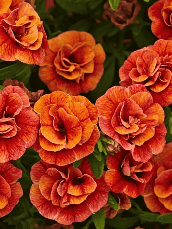 Калибрахоа  Calita Orange