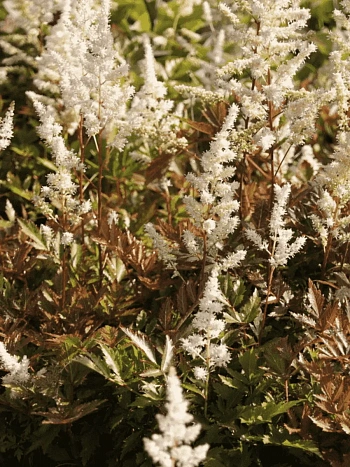 Астильба японская Bronzelaub