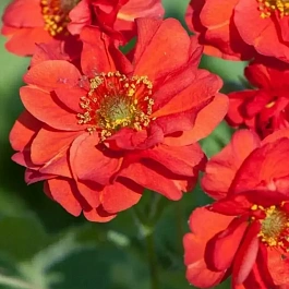 Гравилат Blezing Sunset