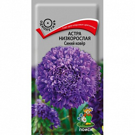 Астра низкорослая Синий ковер Астра низкорослая Синий ковер