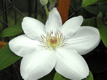 Клематис крупноцветковый Ежи Попелушко