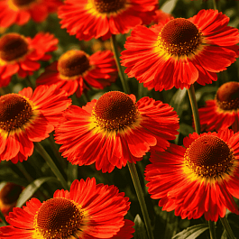 Гелениум осенний Salsa