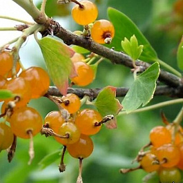 Смородина золотистая Ляйсан