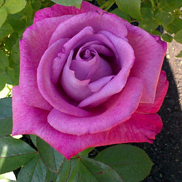 Роза канадская парковая Лила Уандер