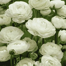 Лютик Азиатский  White